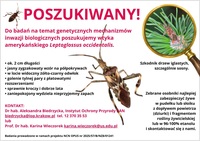 grafika do artyku&lstrok;u&colon; Poszukujemy wtyka ameryka&nacute;skiego Leptoglossus occidentalis&excl;